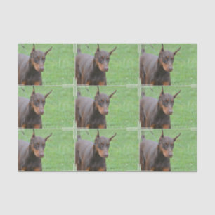Papel De Seda Pinscher del Doberman