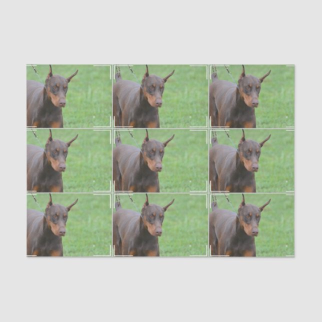 Papel De Seda Pinscher del Doberman (Anverso)
