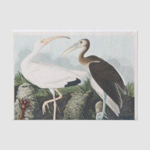 Papel De Seda Pintado Audubon White Lbis Bird