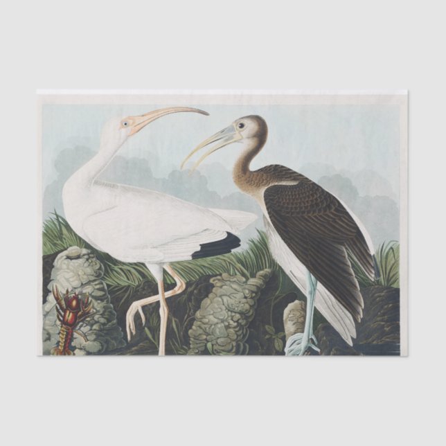 Papel De Seda Pintado Audubon White Lbis Bird (Anverso)