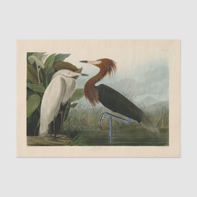 Papel De Seda Pintado de vida salvaje morado de la garza Audubon (Anverso)