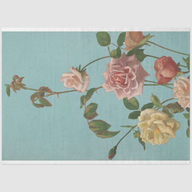 Papel De Seda Pintura antigua de Rosa turquesa rosa (Anverso)