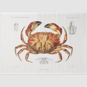 Papel De Seda Pintura de arte de cangrejo vintage Art Decoupage