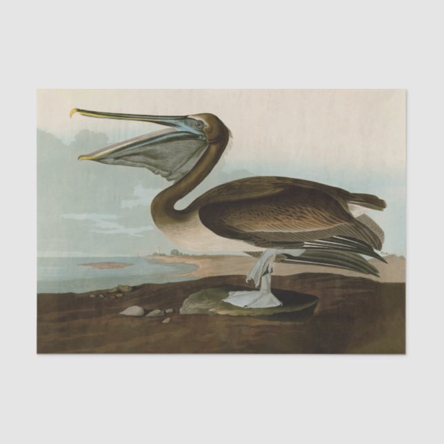 Papel De Seda Pintura de arte pelicano John James Audubon Brown (Anverso)