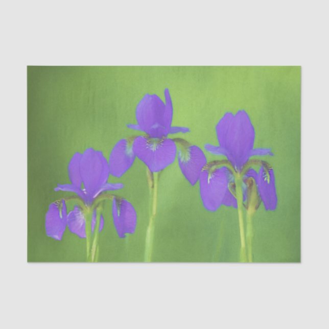 Papel De Seda Pintura de iris morado - Arte de flores original (Anverso)