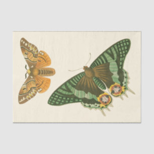 Papel De Seda Pintura de mariposa ligeramente bordeada