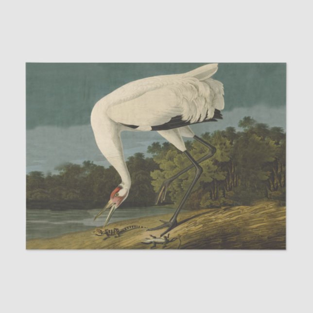Papel De Seda Pintura de pájaro de Crane Audubon (Anverso)