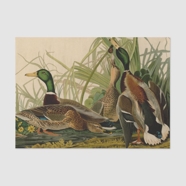 Papel De Seda Pintura de pájaro de Mallard Duck Audubon (Anverso)