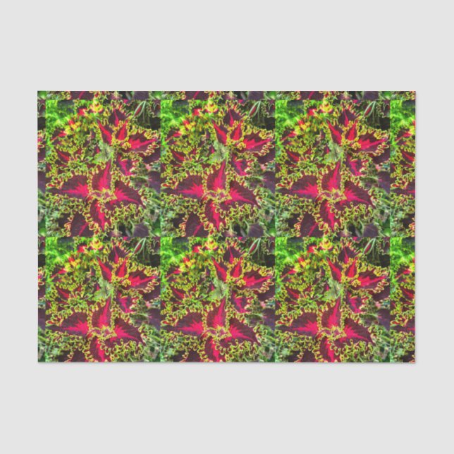 Papel De Seda Planta Coleus roja y verde (Anverso)