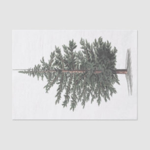 Papel De Seda Planta De Árbol Cedar