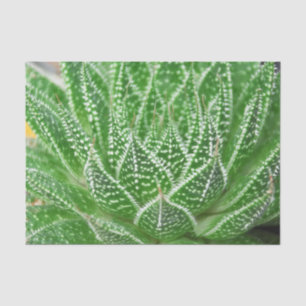 Papel De Seda Planta de cactus suculento decoupage botánico verd