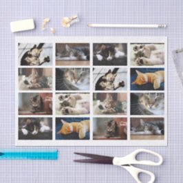 Papel De Seda Plantilla fotográfica de gatos y gatitos cortos en