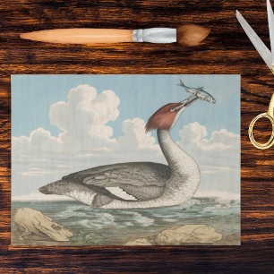 Papel De Seda Plato Vintage Fauna Pato Merganser Goosander