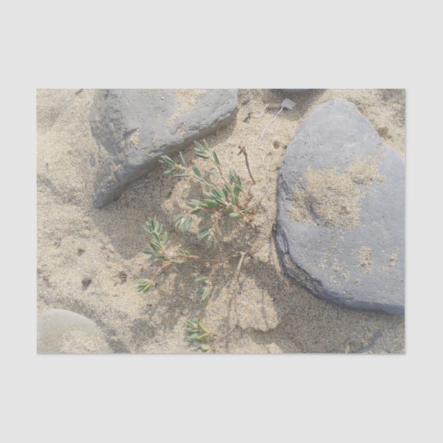 Papel De Seda Playa (Anverso)