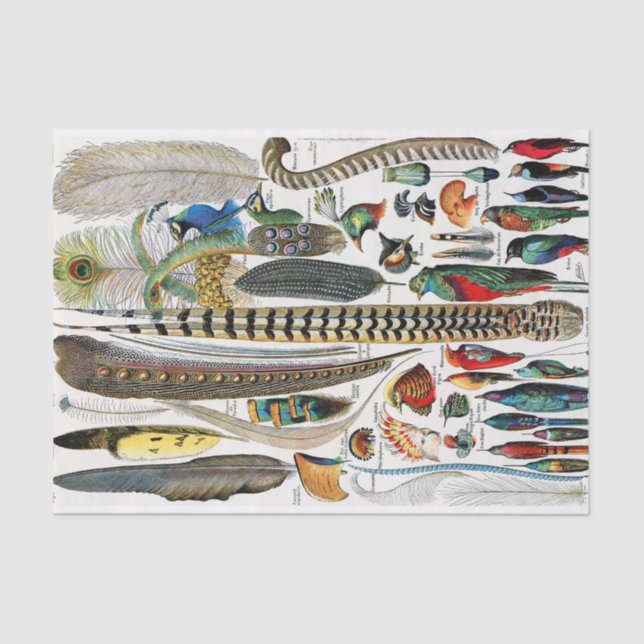 Papel De Seda Plumas (Anverso)