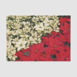 Papel De Seda Poinsettias blancas y rojas con flores