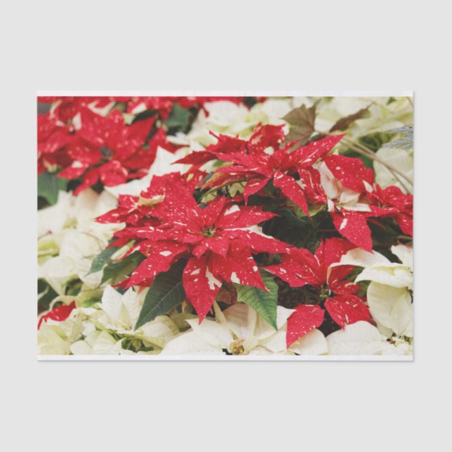 Papel De Seda Poinsettias florales blancas rojas festivas (Anverso)