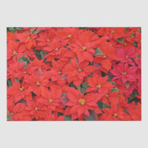 Papel De Seda Poinsettias rojas Navidad la foto floral navideña