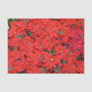 Papel De Seda Poinsettias rojas Navidad la foto floral navideña