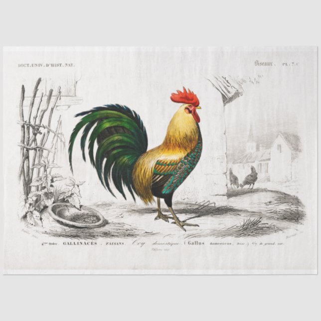 Papel De Seda Pollo de la granja de la cosecha de la desconchada (Anverso)