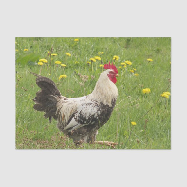Papel De Seda pollo, gallo, animal, ave, granja, agricultura, (Anverso)