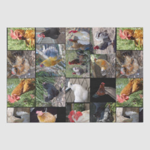 Papel De Seda Pollo Y Collage de fotos De Gallos,