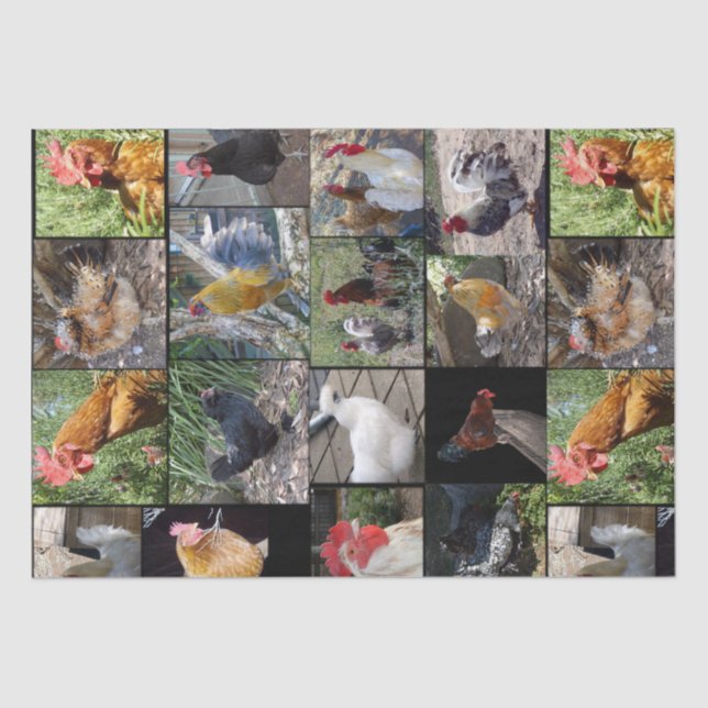 Papel De Seda Pollo Y Collage de fotos De Gallos, (Anverso)