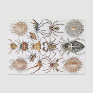 Papel De Seda Poster de arañas Ernst Haeckel Arachnida
