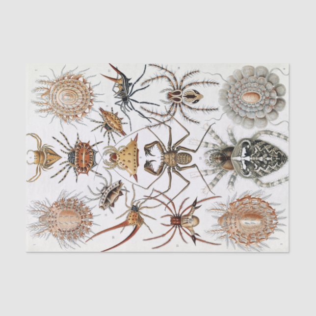 Papel De Seda Poster de arañas Ernst Haeckel Arachnida (Anverso)