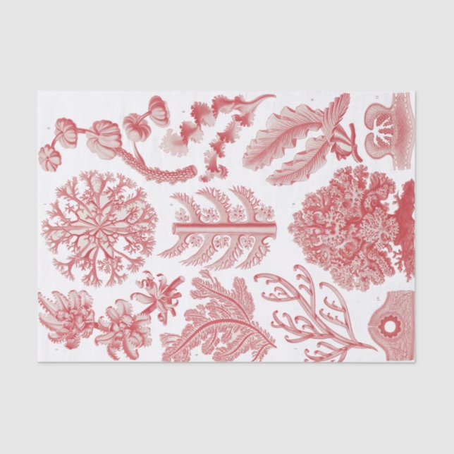 Papel De Seda Poster de las algas marinas Ernst Haeckel (Anverso)