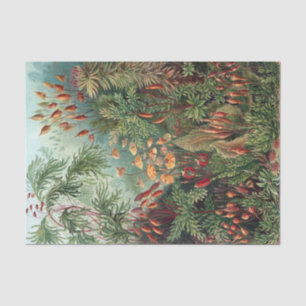 Papel De Seda Poster Ernst Haeckel Moss