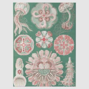Papel De Seda Póster Verde Medusa Rosa Vida Marina Ernst Haeckel