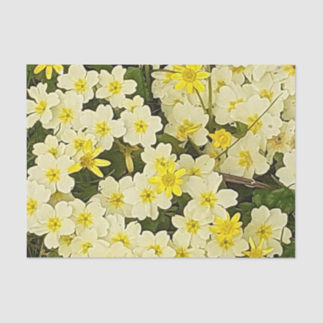 Papel De Seda Primario de primavera (Anverso)