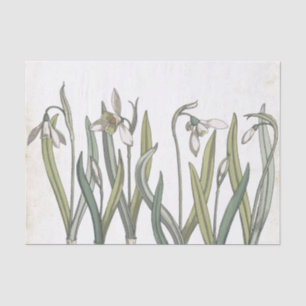 Papel De Seda Primavera de pergamino pálido de flor de nieve vin