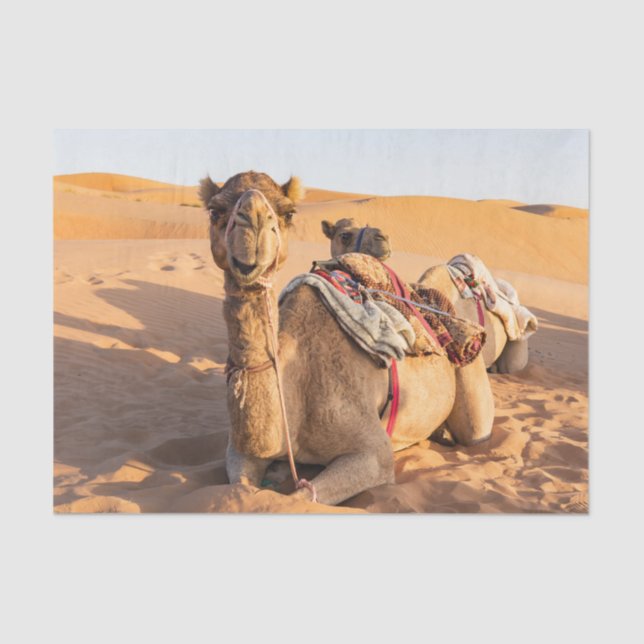 Papel De Seda Primer plano de los camellos graciosos en el desie (Anverso)