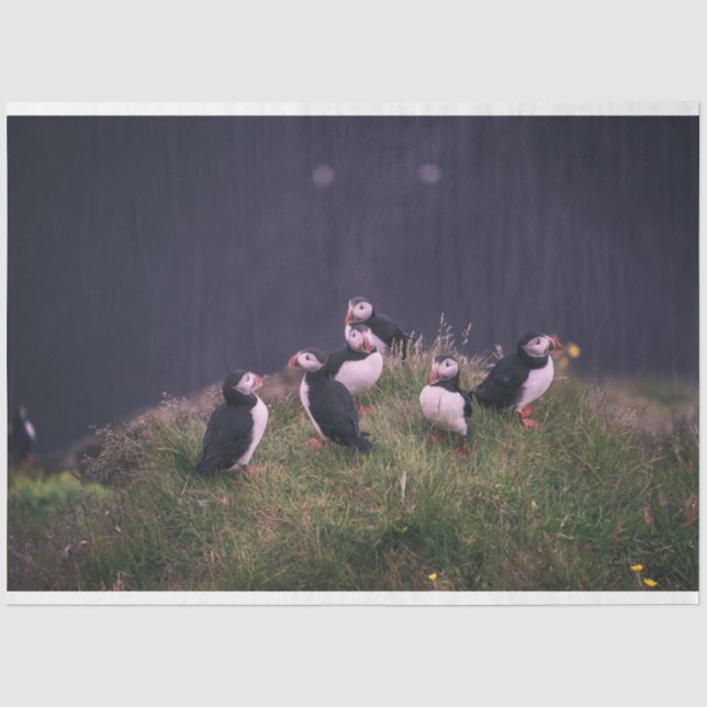 Papel De Seda Puffins atlánticos (Anverso)