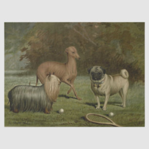 Papel De Seda Pug antiguo, Galgo italiano, Yorkshire Terrier