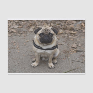 Papel De Seda Pug muy serio