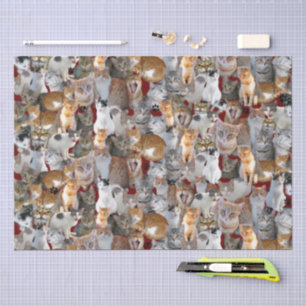 Papel De Seda Punto de encuentro de gatos - lindo