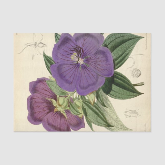 Papel De Seda Púrpura de descomposición de efemera floral (Anverso)