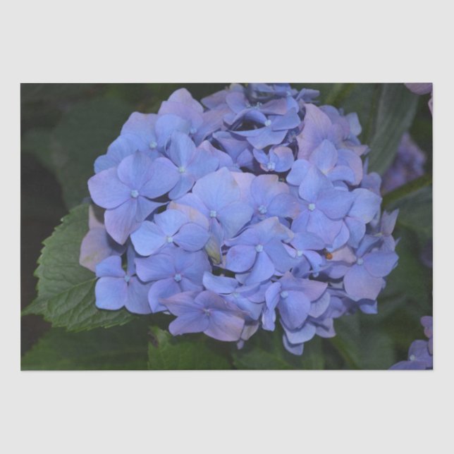 Papel De Seda Púrpura Rústica Hidrangea macrophylla (Anverso)
