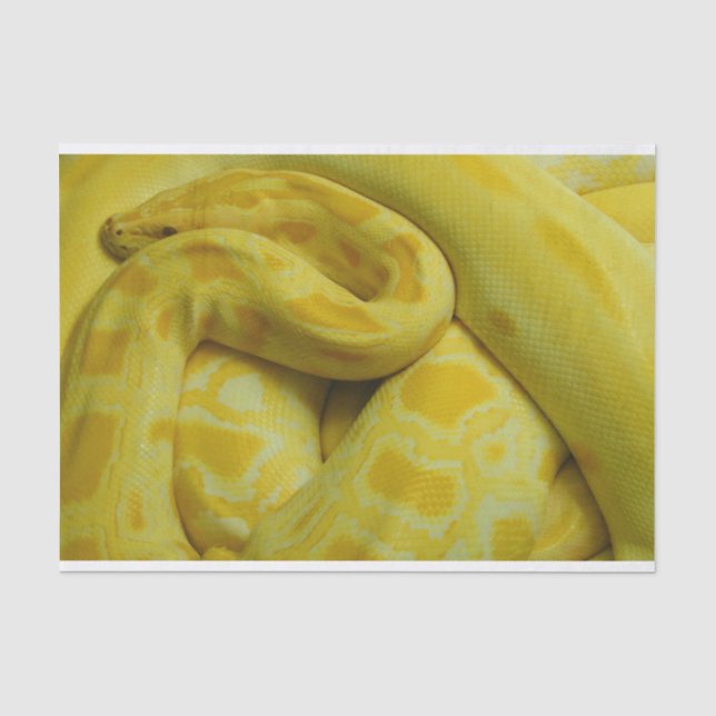 Papel De Seda Python birmano amarillo (Anverso)