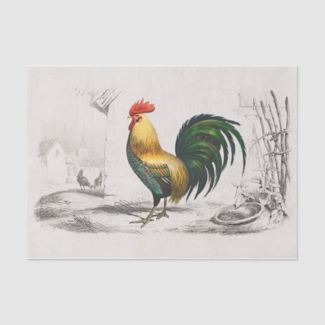 Papel De Seda ¡Qué destaque! El gallo real en una mancha coqueta (Anverso)