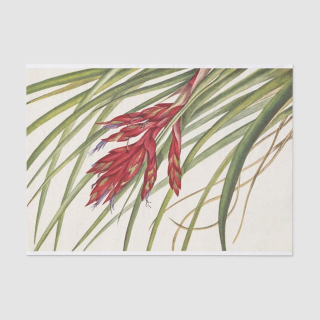 Papel De Seda Quill-Leaf Tillandsia por Mary Vaux Walcott (Anverso)