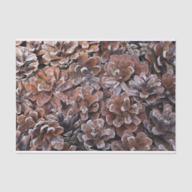 Papel De Seda Racimo de conos del pino (Anverso)