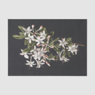 Papel De Seda Rama de Azaleas Blancas en flor