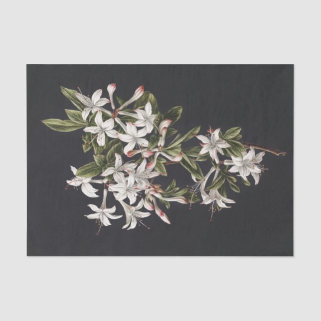 Papel De Seda Rama de Azaleas Blancas en flor (Anverso)