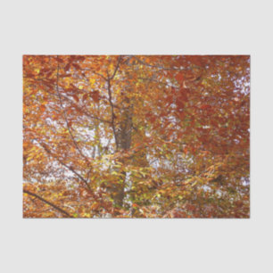 Papel De Seda Ramas de hojas naranjas otoño naturaleza