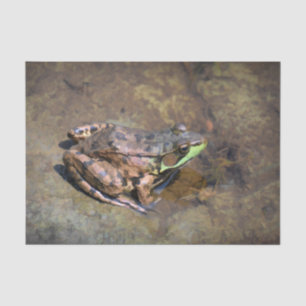 Papel De Seda Rana Verde Marrón Naturaleza Sobre Rocas En Agua