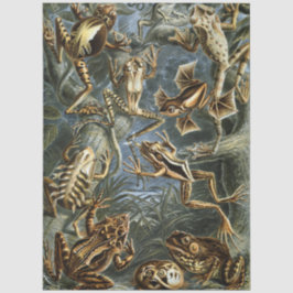 Papel De Seda Rana y sapo Ernst Haeckel vintage